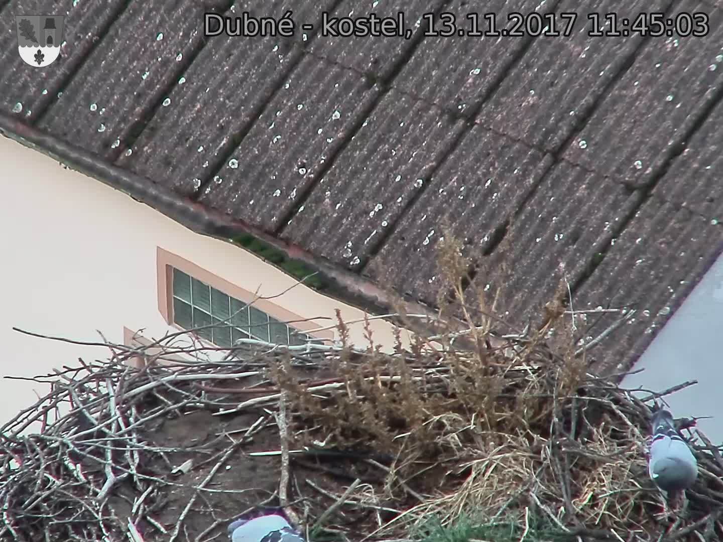 Capi_Dubne_20171113_114503.jpg (1440 x 1080)