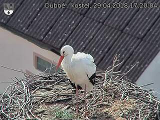 Capi_Dubne_20180429_172004.jpg (1440 x 1080)