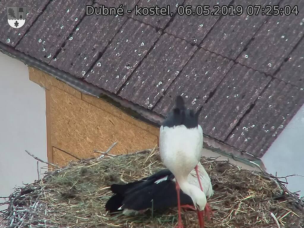 Capi_Dubne_20190506_072504.jpg (1440 x 1080)
