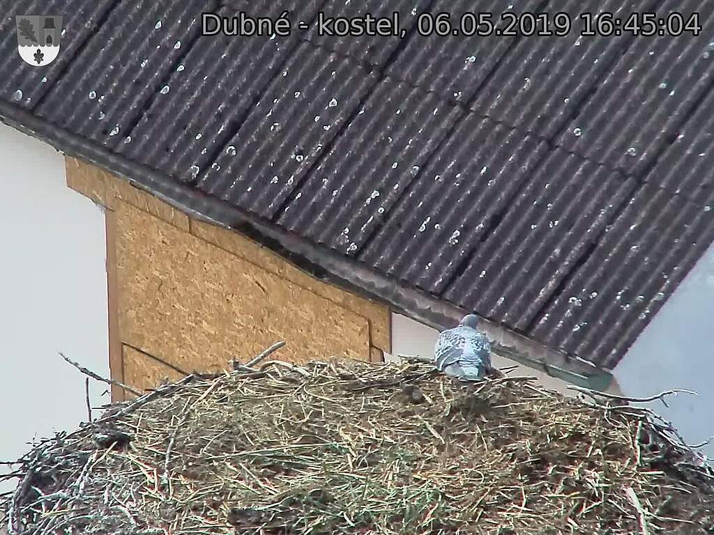 Capi_Dubne_20190506_164504.jpg (1440 x 1080)