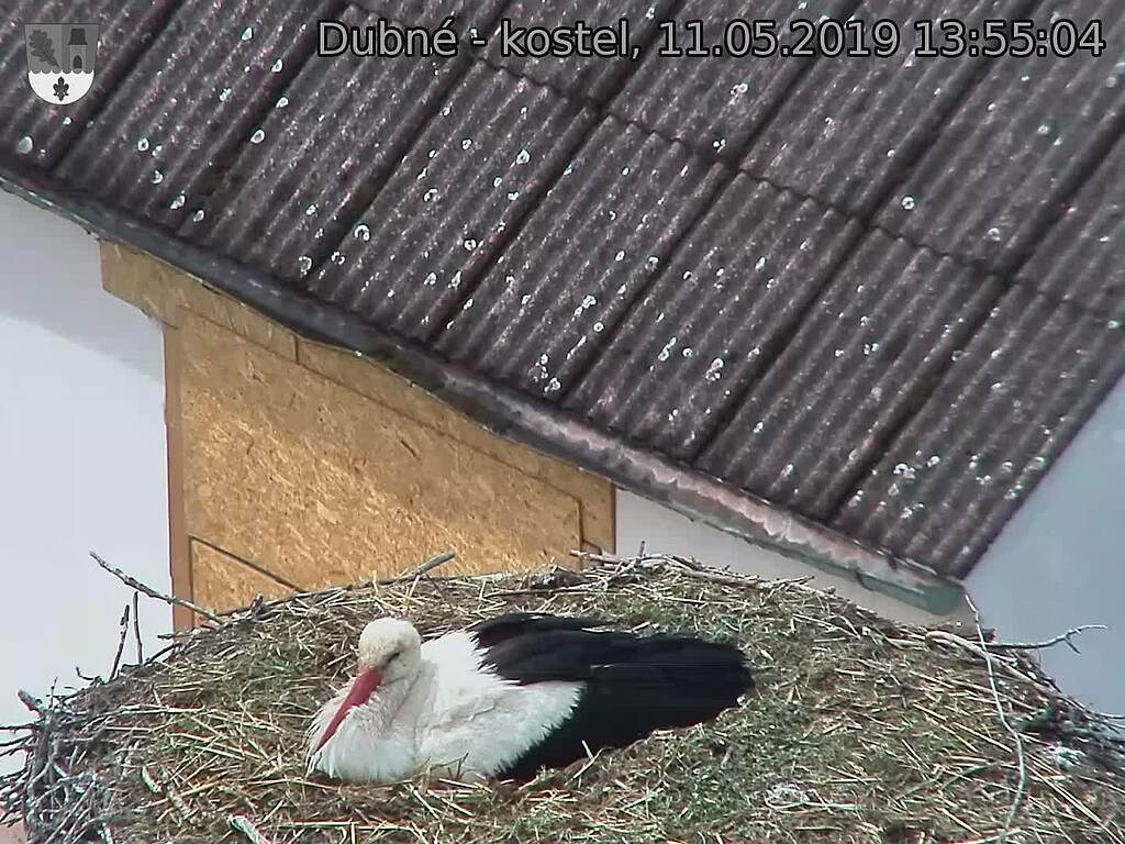 Capi_Dubne_20190511_135504.jpg (1440 x 1080)