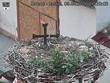 Capi_Dubne_20200809_202003.jpg