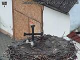 Capi_Dubne_20210513_115503.jpg