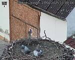 Capi_Dubne_20250123_110004.jpg