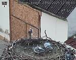 Capi_Dubne_20250123_120003.jpg