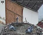 Capi_Dubne_20250123_150004.jpg