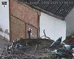 Capi_Dubne_20250123_170003.jpg