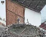 Capi_Dubne_20250128_080003.jpg