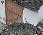 Capi_Dubne_20250128_130003.jpg