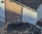 Capi_Dubne_20250129_160003.jpg