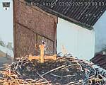 Capi_Dubne_20250201_080003.jpg