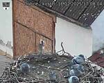 Capi_Dubne_20250211_170004.jpg