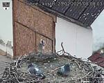 Capi_Dubne_20250223_080003.jpg