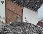 Capi_Dubne_20250301_160003.jpg