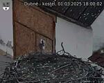 Capi_Dubne_20250301_180002.jpg