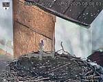 Capi_Dubne_20250302_080003.jpg