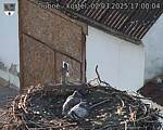 Capi_Dubne_20250302_170004.jpg