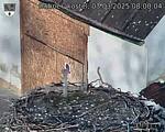 Capi_Dubne_20250303_080004.jpg