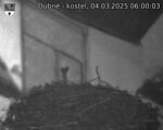 Capi_Dubne_20250304_060003.jpg