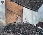 Capi_Dubne_20250304_080004.jpg
