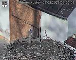 Capi_Dubne_20250305_090003.jpg