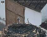 Capi_Dubne_20250305_170003.jpg