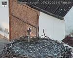 Capi_Dubne_20250306_070004.jpg