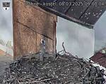 Capi_Dubne_20250308_090004.jpg