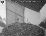 Capi_Dubne_20250309_060003.jpg