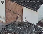 Capi_Dubne_20250309_070003.jpg