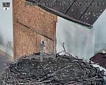 Capi_Dubne_20250310_080003.jpg