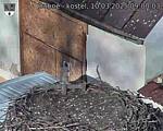 Capi_Dubne_20250310_090003.jpg
