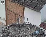 Capi_Dubne_20250310_130003.jpg