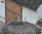 Capi_Dubne_20250310_150003.jpg