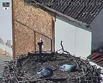Capi_Dubne_20250311_130004.jpg