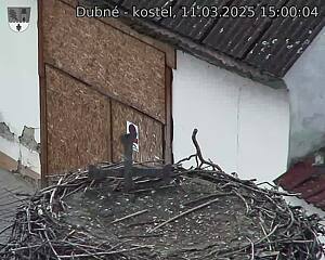 Capi_Dubne_20250311_150004.jpg (1350 x 1080)
