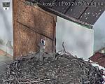 Capi_Dubne_20250312_090004.jpg