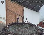 Capi_Dubne_20250313_100003.jpg