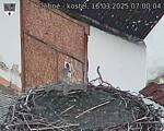 Capi_Dubne_20250316_070004.jpg