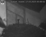 Capi_Dubne_20250317_050002.jpg
