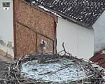 Capi_Dubne_20250317_080004.jpg