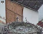 Capi_Dubne_20250317_100003.jpg