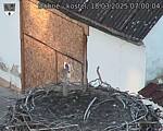Capi_Dubne_20250318_070004.jpg