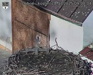Capi_Dubne_20250318_090004.jpg (1350 x 1080)