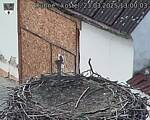 Capi_Dubne_20250323_130003.jpg