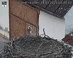 Capi_Dubne_20250324_104002.jpg
