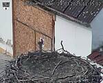 Capi_Dubne_20250324_113502.jpg