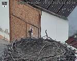 Capi_Dubne_20250324_114004.jpg