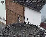 Capi_Dubne_20250324_115003.jpg