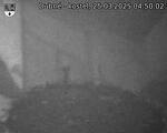 Capi_Dubne_20250325_045002.jpg